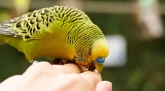 Prečo zvlnený papagáj uhryzne, ako sa hrýzť